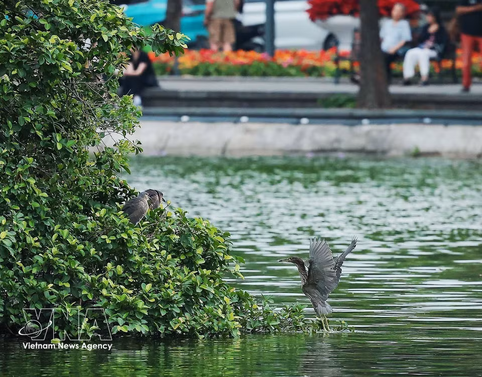 L'abondance de la vie aquatique a transformé la surface du lac en un terrain de chasse idéal. Photo: VNA