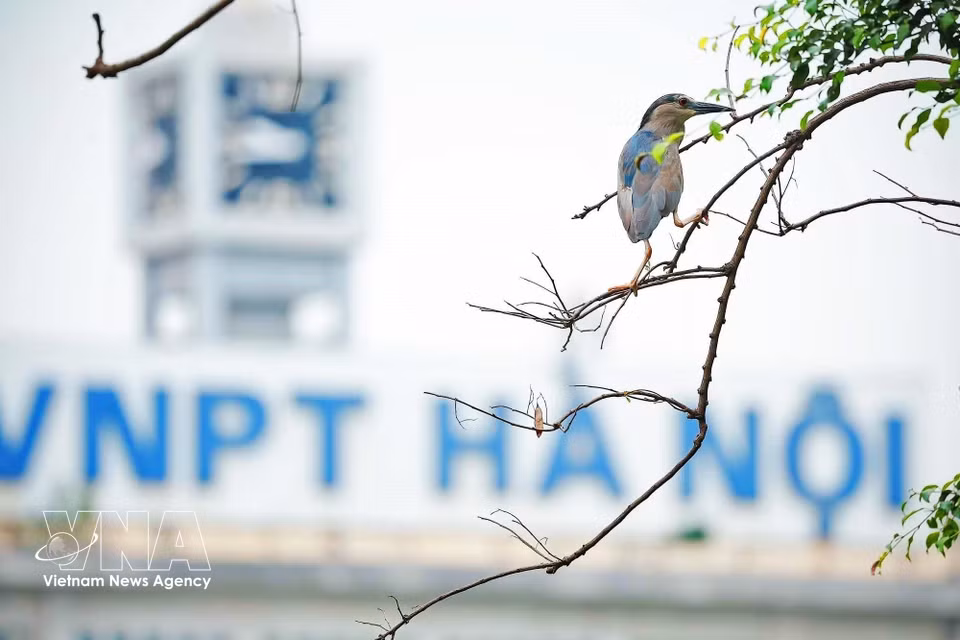 Selon les experts, le calme relatif, l'absence de bruits parasites et l'abondance de nourriture aquatique au lac Hoàn Kiêm attirent les oiseaux sauvages qui y nichent. Photo: VNA