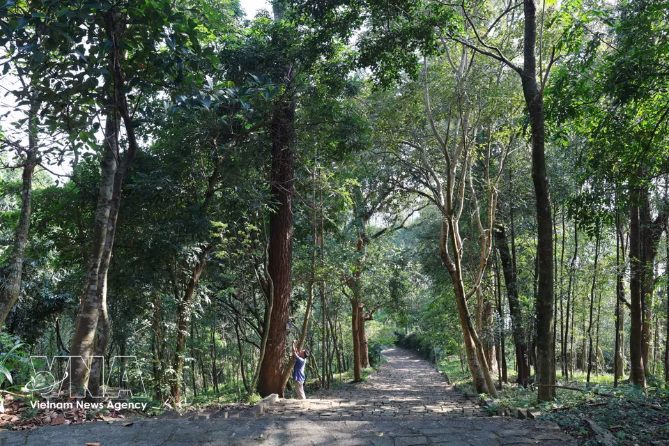 Outre son architecture unique, l'enceinte de la pagode de Thanh Duyên abrite plus d'une centaine d'arbres âgés de 200 à 300 ans. Photo: VNA