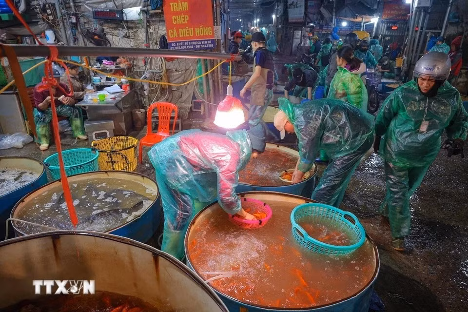Le 22e jour du 10 mois du calendrier lunaire des milliers de Vietnamiens viennent au marché aux poissons de Yen So pour acquérir les carpes rouges qui seront offertes aux Génies du Foyer, symboles de prospérité et de bonne fortune. Photo: VNA