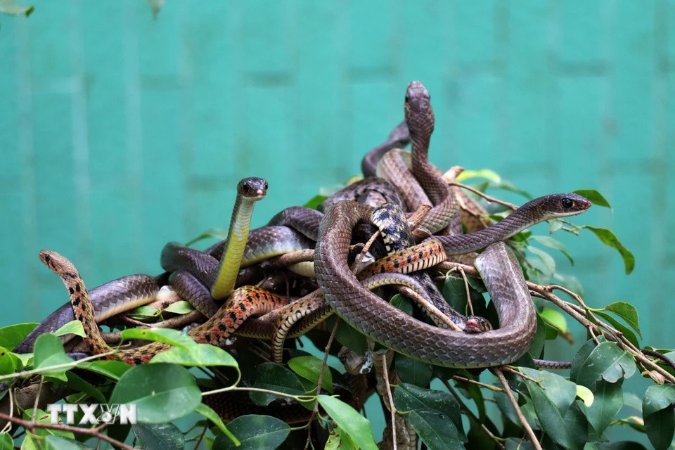 Elle préserve aussi de nombreuses espèces rares telles que cobra royal, le cobra à monocle. Photo: VNA