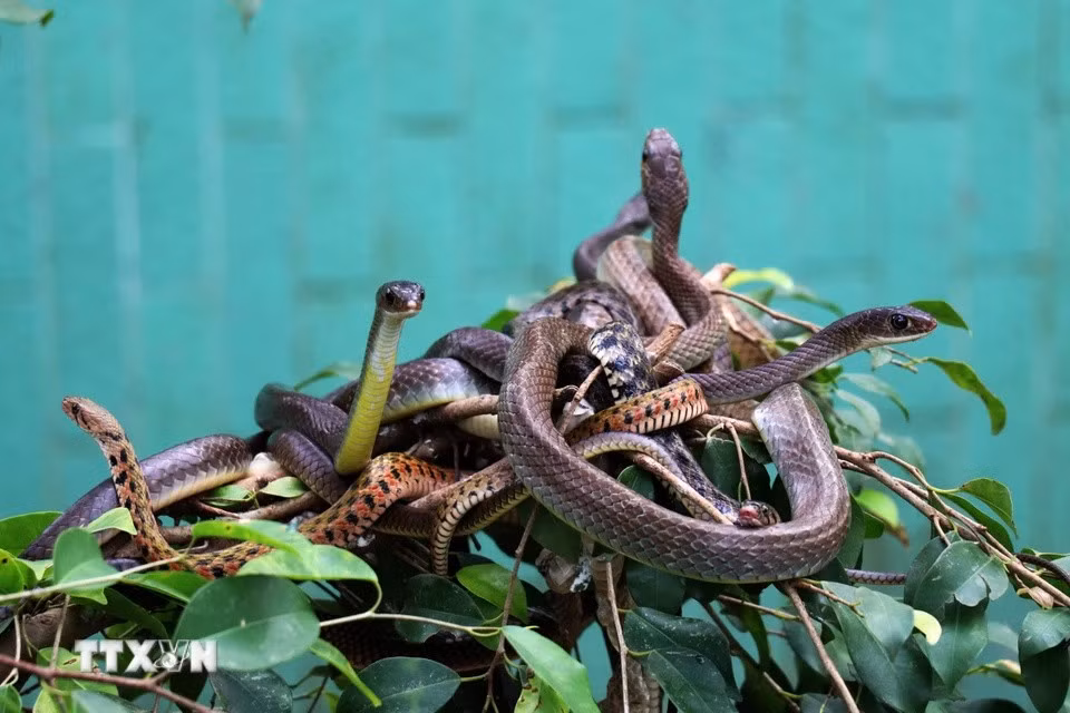 Elle préserve aussi de nombreuses espèces rares telles que cobra royal, le cobra à monocle. Photo: VNA