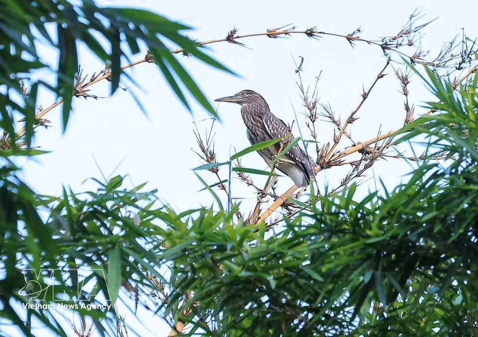 La nidification d'oiseaux sauvages au coeur de la capitale témoigne clairement de l'amélioration de la qualité de l'environnement. Photo: VNA