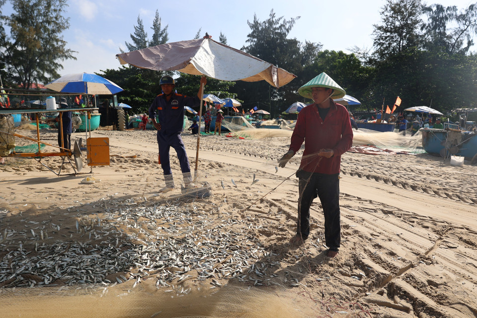 Les sardines blanches apparaissent généralement dans les eaux de Hô Chi Minh-Ville entre le neuvième mois lunaire et le premier mois lunaire de l’année suivante. Cette saisonnalité est cruciale, car elle assure aux pêcheurs locaux une source de revenus stable et prévisible. Photo: VNA