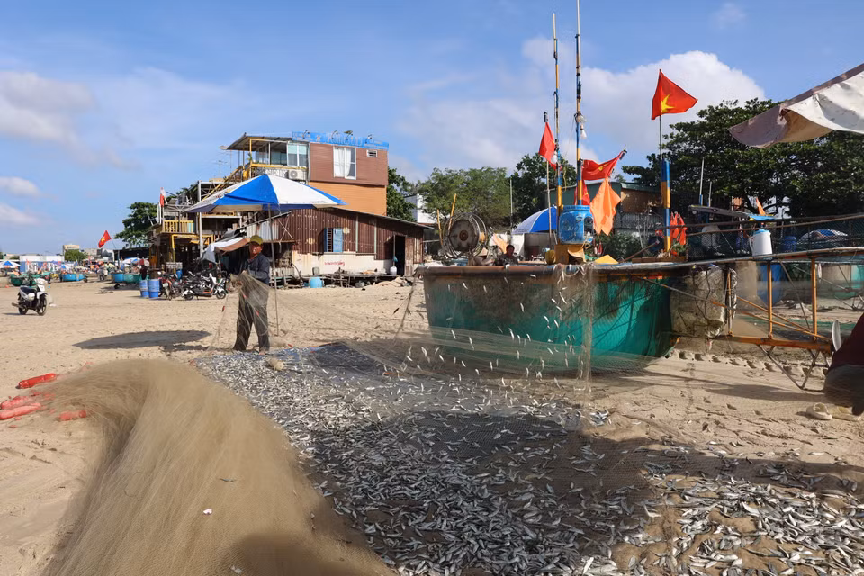 Pour ces pêcheurs, la saison fructueuse des sardines blanches n’est pas seulement le résultat de leur labeur, mais aussi une bénédiction, souvent attribuée à la bienveillance de Cá Ông, le Génie Baleine protecteur qui veille sur leur sécurité et leur prospérité en mer. Photo: VNA