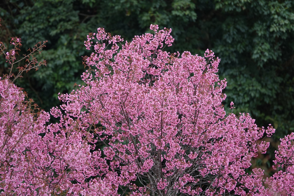 Mu Cang Chai est immergé dans la couleur rose des cerisiers sauvages en fleurs. Photo: VNA