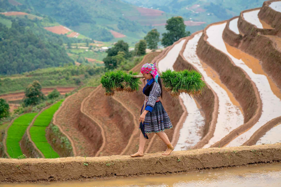 Mù Cang Chai se trouve à environ 300 km de Hanoï, perchée à flanc de la chaîne montagneuse de Hoàng Liên Sơn, à une altitude d’environ 1.000 mètres au-dessus du niveau de la mer. Photo: VNA