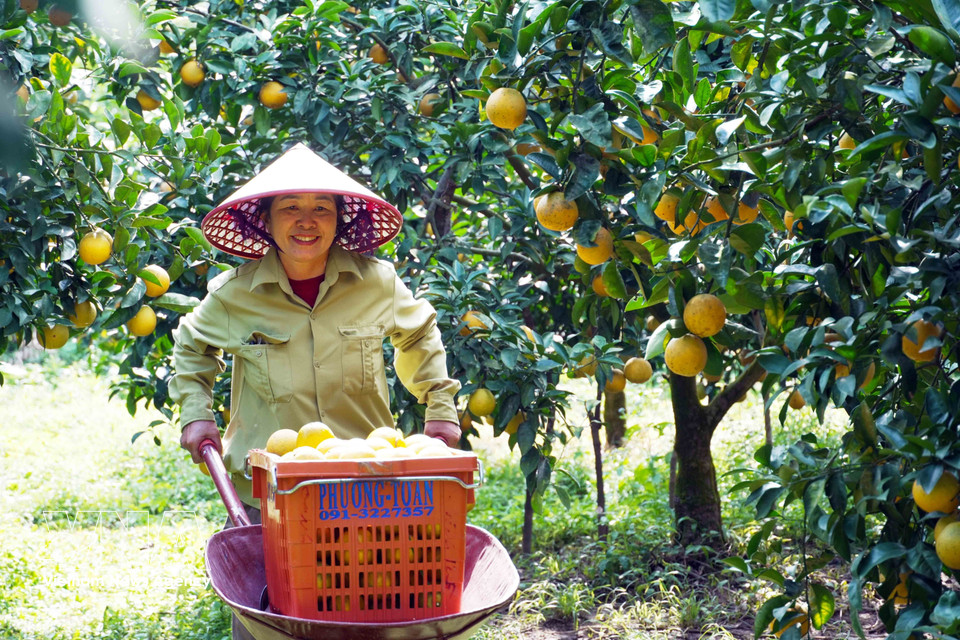 La commune de Can Loc, l'une des régions productrices d'oranges les plus réputées de la province de Ha Tinh, entre dans sa période de récolte intense. La joie règne dans les vergers croulant sous les fruits. Photo: VNA