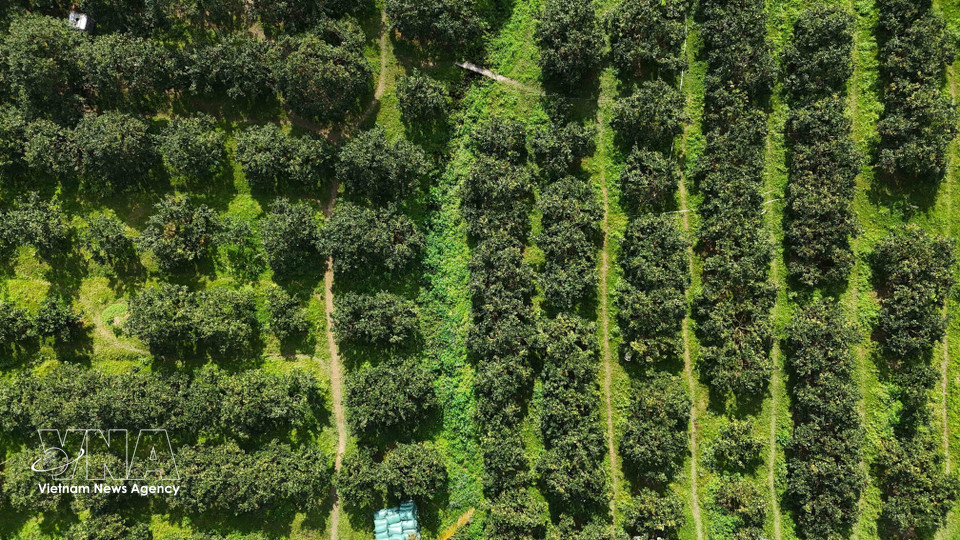La commune de Can Loc compte environ 350 hectares d’orangeraies, avec une production annuelle estimée à 2 500 tonnes, générant un chiffre d'affaires annuel d'un à trois milliards de dongs. Photo: VNA