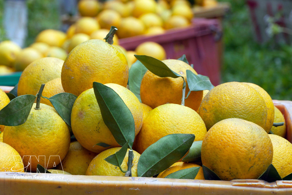 Leur saveur sucrée intense, leur croquant et leur arôme unique ont permis aux oranges de Thuong Loc de consolider leur place sur le marché du Têt. Photo: VNA