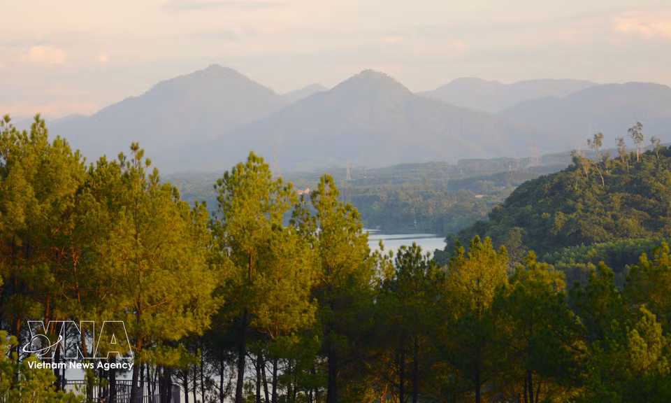 Les rangées de pins verdoyants qui entourent la colline de Vong Canh offrent une atmosphère calme et sereine, propice à la promenade, à la photographie et à la détente. Photo: VNA