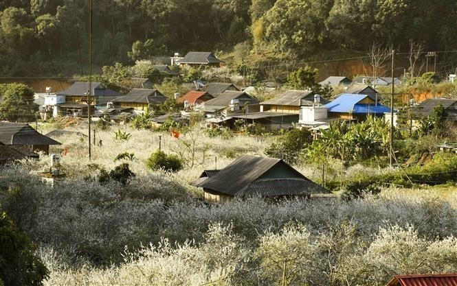 Les maisons sur pilotis de l'ethnie Thai à Diên Biên sont magnifiquement mises en valeur par la floraison éclatante des fleurs de prunier blanches. Photo: VNA