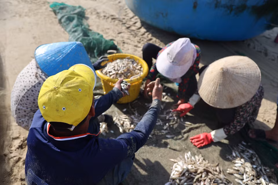 Selon une légende, chaque neuvième mois lunaire, le Roi Dragon enverrait ses petites écailles argentées dans les eaux, lesquelles se transformeraient en nuées infinies de sardines blanches. Cette saison est perçue comme une bénédiction du Dragon pour les cœurs modestes et laborieux de la côte, faisant de ces petits poissons un véritable “or liquide” apportant prospérité à la communauté.. Photo: VNA
