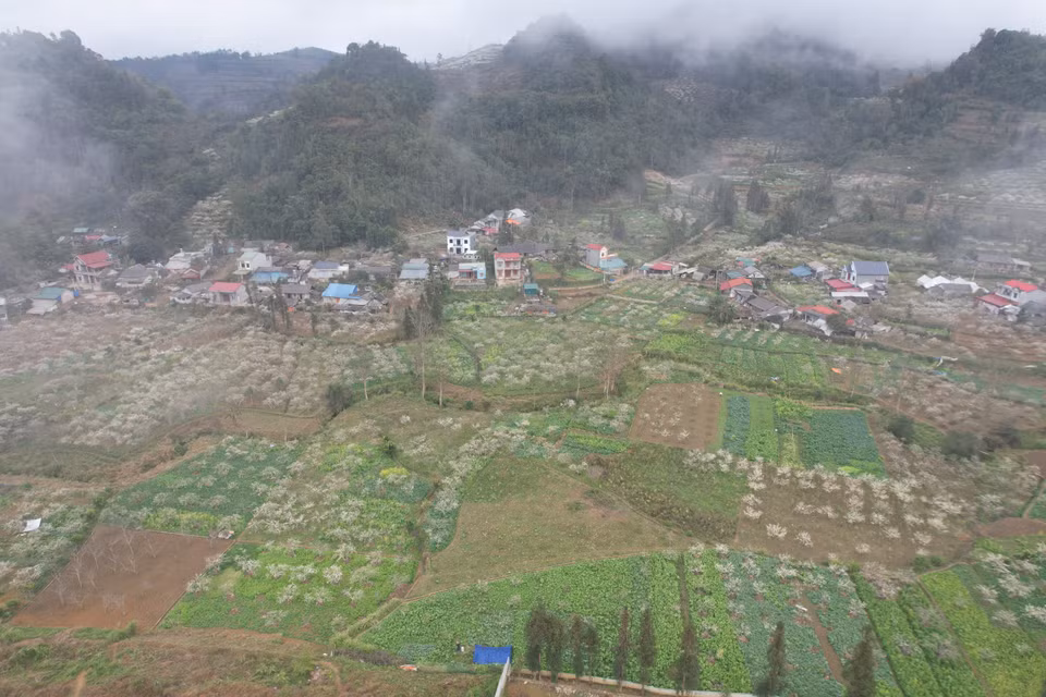 Des jardins de pruniers vu d’en haut. Photo: VNA