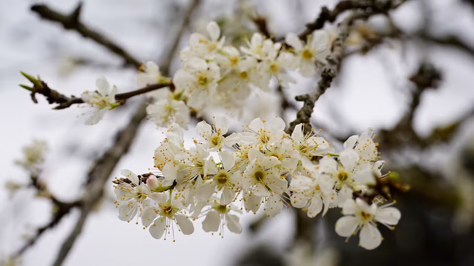De la mi-janvier à la fin de février, les fleurs de prunier sont à l’apogée de leur beauté. Photo: VNA