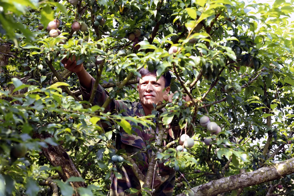 La cueillette des prunes précoces bat son plein dans le village de Con Huat, à Phieng Khoai, où les agriculteurs récoltent avec soin les fruits gorgés de soleil. Photo: VNA