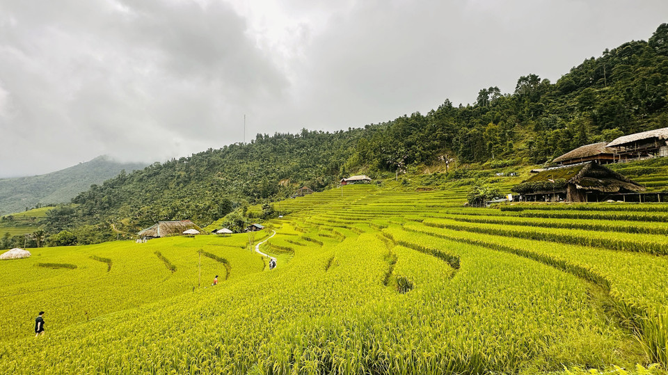 À l’automne, le village s’illumine sous la couleur dorée des rizières mûres. Les toits traditionnels apparaissent et disparaissent dans la brume, au milieu d’une mer de riz étincelante, créant une image vivante de l’harmonie entre nature et habitants. Photo: VNA