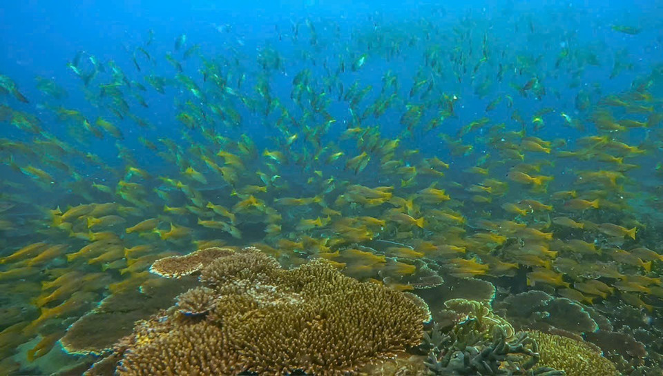 Le Parc national de Côn Dao, célèbre réserve naturelle au nord de l'île, est reconnu pour sa riche biodiversité. Cette richesse lui a valu une inscription par la Banque mondiale au réseau mondial des aires marines protégées et, en 2013, une reconnaissance comme la 2.203e zone humide d'importance internationale et le 6e site Ramsar du Vietnam. Photo: VNA