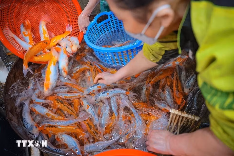 La fête du Tao Quân ou fête des Génies du foyer a lieu le 23e jour du dernier mois de l’année lunaire. Pour les Vietnamiens, elle débute les festivités du Nouvel An traditionnel. Cette année, la fête tombe le 22 janvier. Photo: VNA
