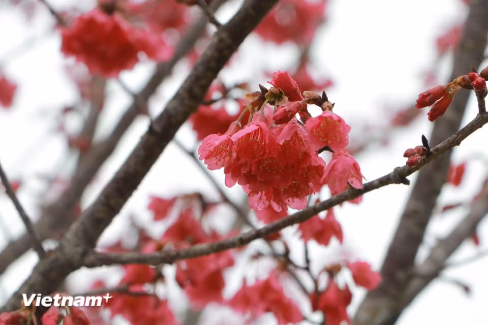 En visitant Lao Cai à cette période, les touristes peuvent également admirer la floraison des pêchers « clochettes » (Enkianthus quinqueflorus), dont les fleurs délicates rappellent de petites cloches suspendues. Photo : Vietnam+