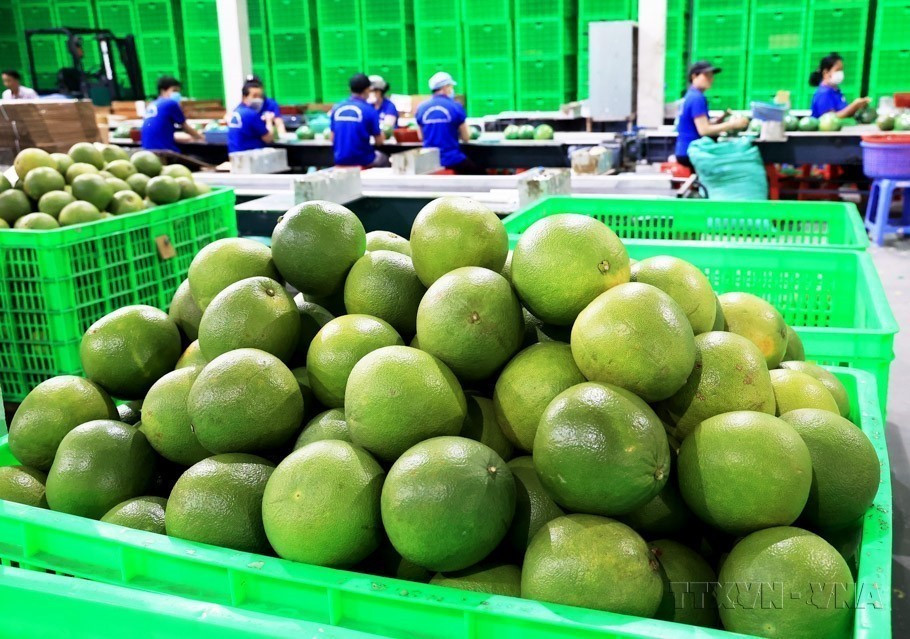 Citron vert et pamplemousse sont les deux fruits vietnamiens les plus exportés vers la Nouvelle-Zélande, après mangue, pitaya et ramboutans. Photo: VNA