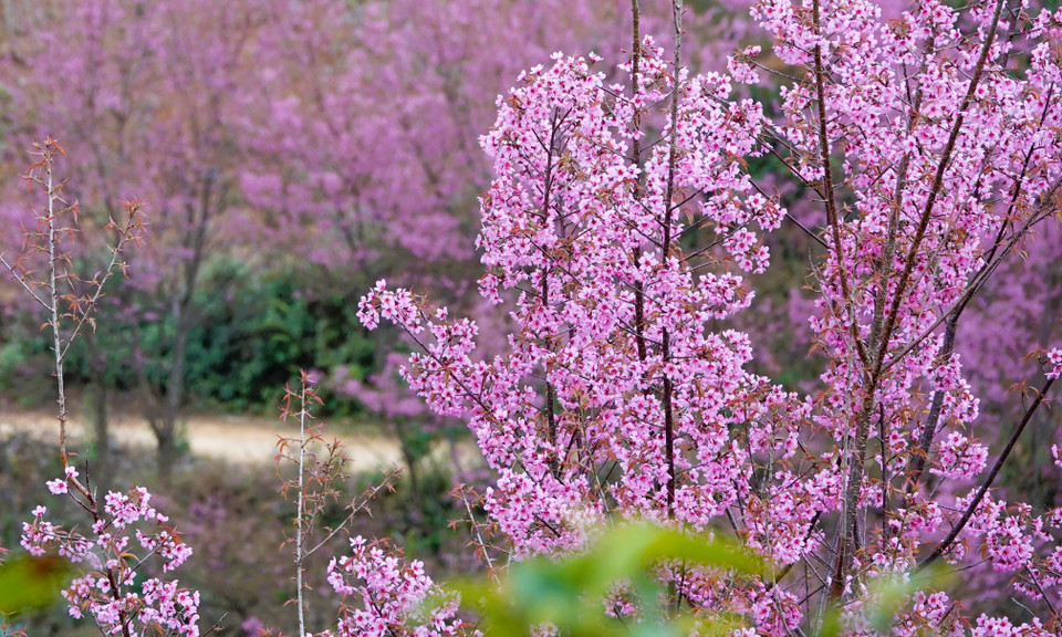 Les cerisiers sauvages servent également de barrière protectrice, verdissant les collines et les montagnes arides. Photo: VNA