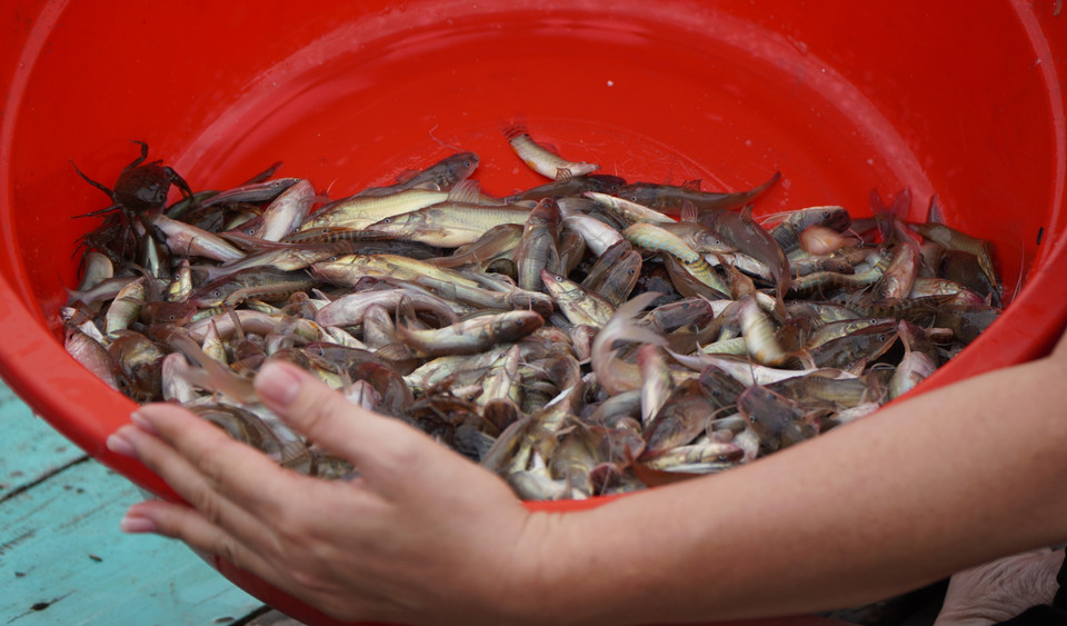 C'est aussi la saison des pêches miraculeuses. Photo: VNA