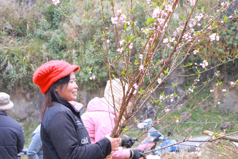 Face à cette floraison prématurée, les agriculteurs coupent des branches pour les vendre immédiatement, répondant ainsi à la demande des clients souhaitant décorer leur intérieur avant le Têt. Photo : Vietnam+