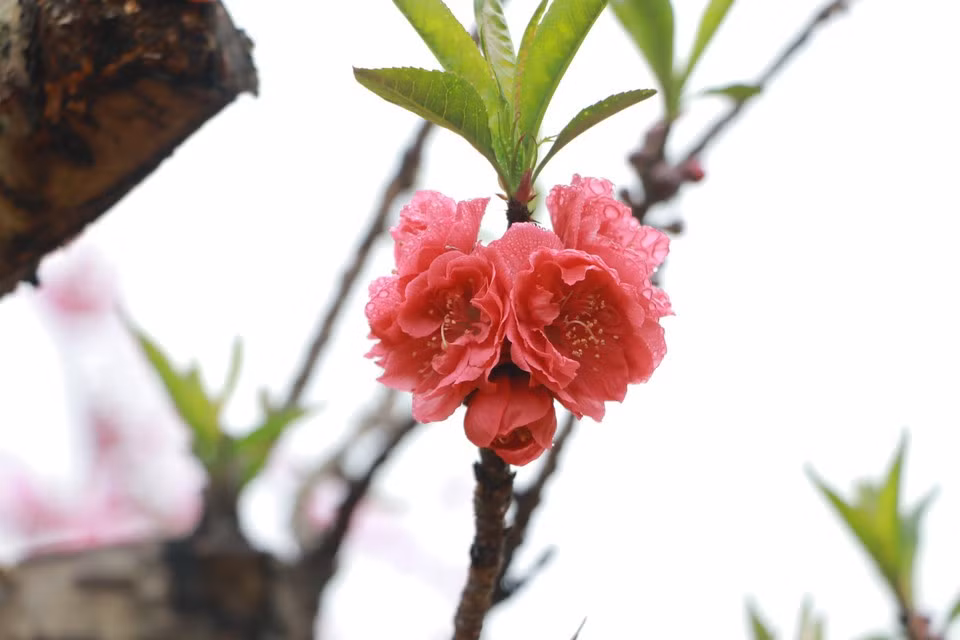 La variété de pêcher « that thon » se distingue par ses charmantes fleurs rose foncé qui s’épanouissent aux côtés de jeunes feuilles vertes. Photo : Vietnam+