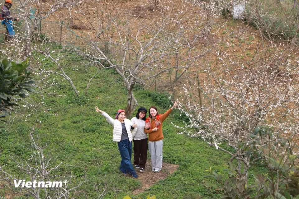 La commune de Bac Ha, dans la province de Lao Cai, est réputée pour ses vallées blanchies par les pruniers en fleurs. Pourtant, cette terre se prête aussi à la culture du pêcher, fleur emblématique annonçant l’arrivée du Nouvel An lunaire. Photo : Vietnam+