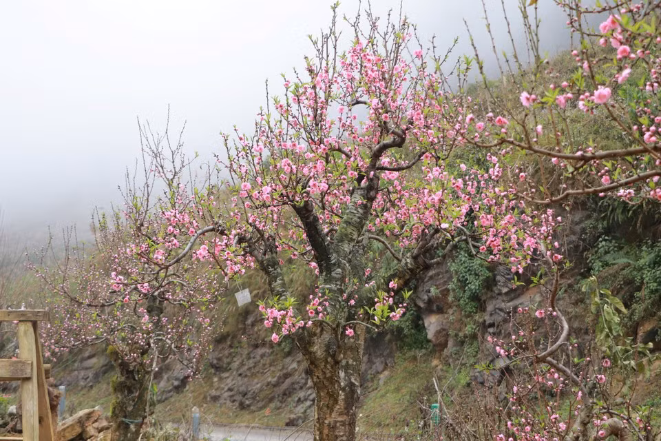 Grâce à son climat frais toute l’année et à ses sols fertiles, la province de Lao Cai abrite de nombreux jardins de pêchers, notamment à Bao Thang, Sa Pa, Si Ma Cai et Bat Xat et plusieurs autres localités. Photo : Vietnam+