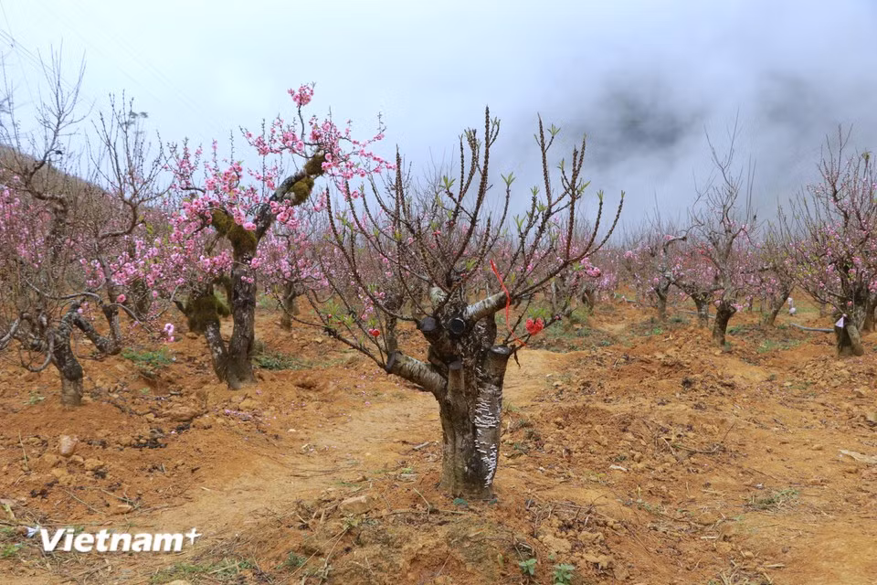 Cependant, cette année s’annonce difficile pour les agriculteurs. L’année bissextile ayant décalé le calendrier lunaire, les fleurs de pêcher atteignent leur pleine floraison bien avant les festivités du Têt 2026. Photo : Vietnam+
