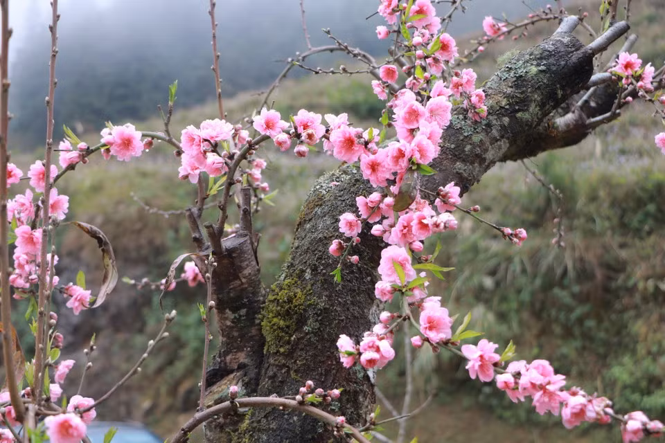 Considérées comme des messagères du printemps, les fleurs de pêcher apportent un nouveau souffle de vie à l’approche du Nouvel An lunaire. Photo : Vietnam+
