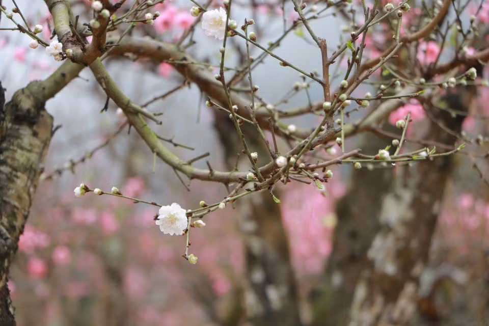Le pêcher à fleurs blanches rappelle le prunier par sa couleur, mais ses fleurs sont nettement plus grandes et plus denses. Photo : Vietnam+