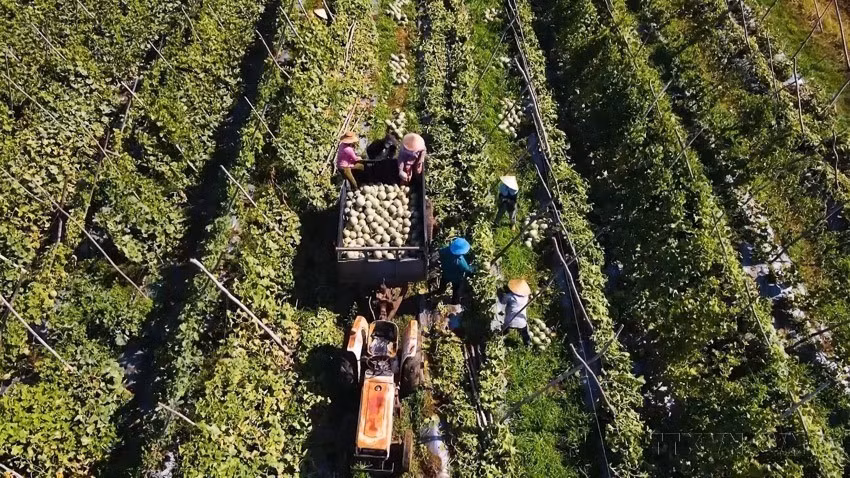 Dans la commune de Ba Gia, province de Quang Ngai, des agriculteurs récoltent des melons cultivés selon des normes agricoles propres et rigoureuses. Cette pratique s’inscrit pleinement dans la tendance nationale vers une agriculture de pointe, respectueuse de l’environnement et orientée vers la durabilité. Photo: VNA