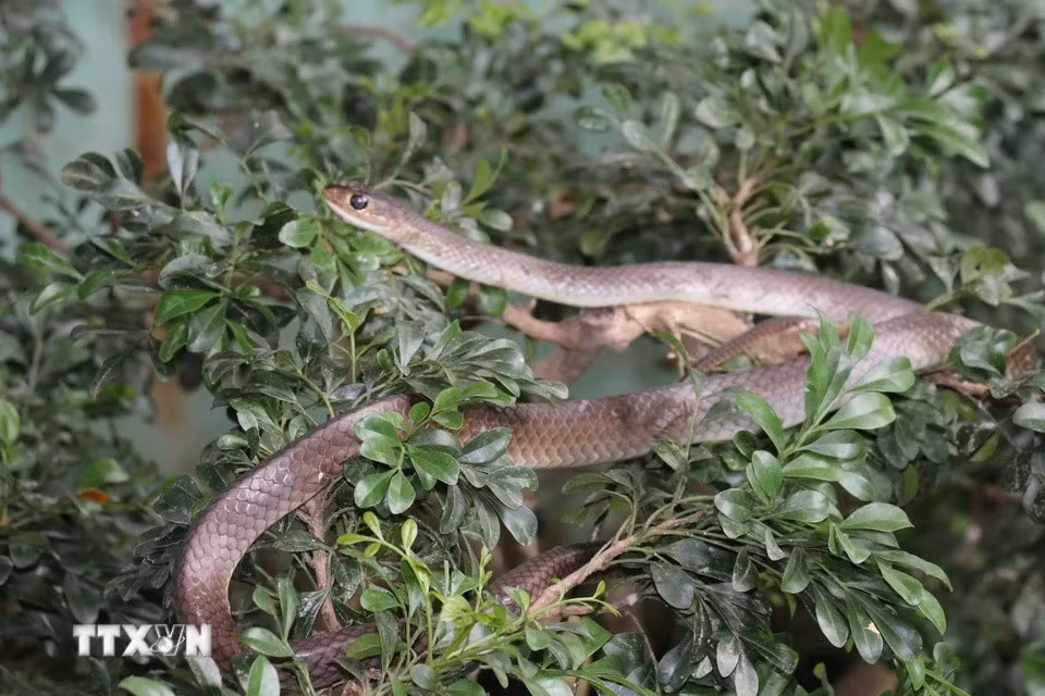 Depuis 1979, la ferme aux serpents s'attache à préserver le savoir ancestral vietnamien en matière de traitement des morsures de serpent, combinant recherche scientifique et utilisation de plantes médicinales. Photo: VNA