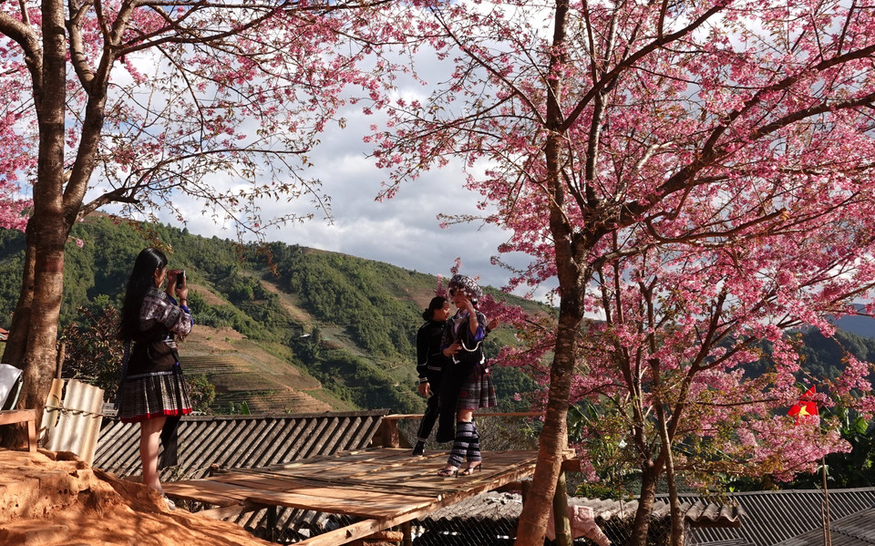 La teinte rosée contraste avec le ciel de la région montagneuse de Mu Cang Chai, attirant le regard des habitants comme des voyageurs. Photo: VNA