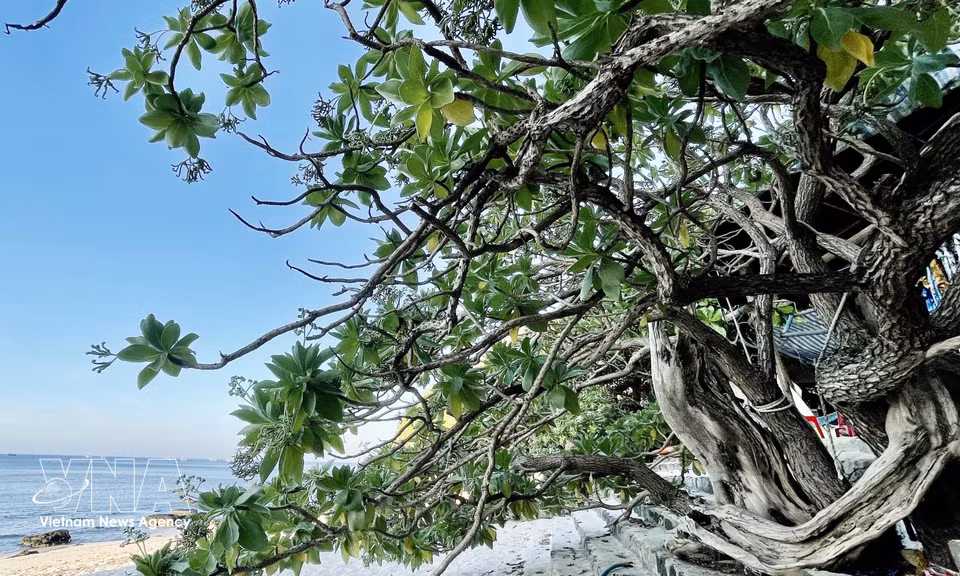 Exposés aux saisons des pluies, aux tempêtes et aux conditions climatiques extrêmes, les arbres « phong ba » résistent et se développent avec une remarquable ténacité, fidèles à leur nom, qui signifie littéralement « arbre des typhons ». Photo : VNA