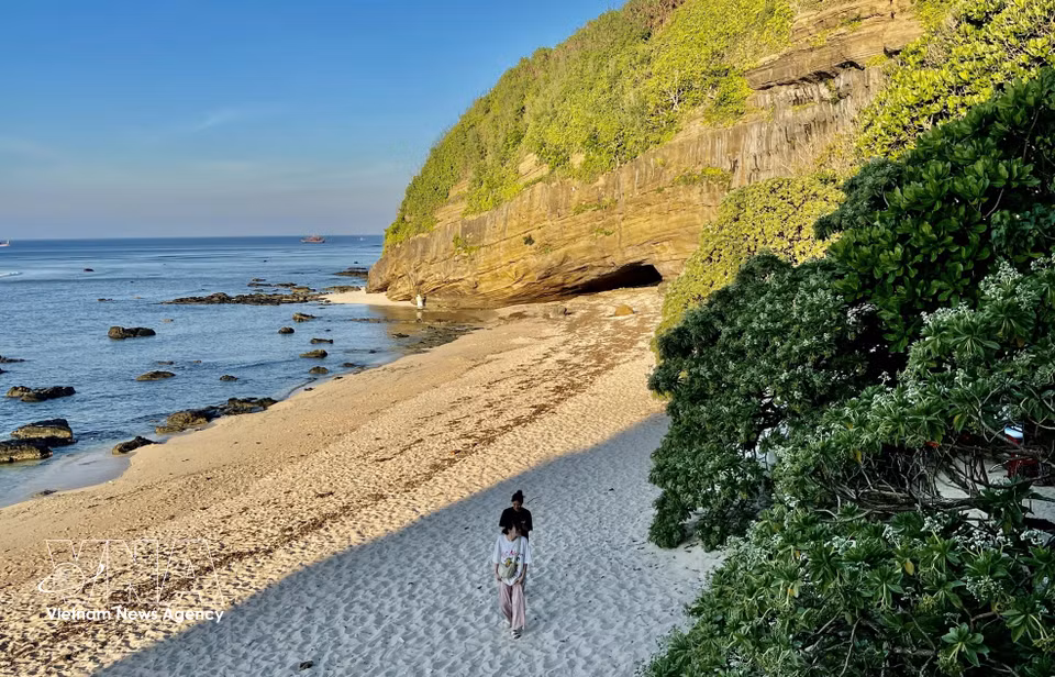 Sur le littoral de l’île de Ly Son, les arbres « phong ba » forment de magnifiques et précieux espaces verts. Photo : VNA