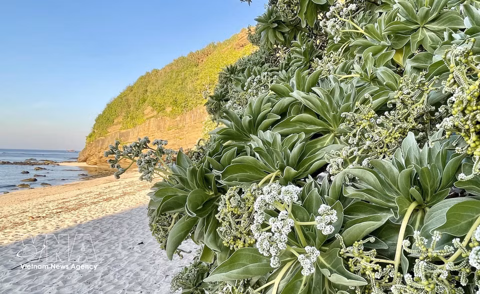 « Phong ba » en pleine floraison sur la plage située devant la pagode Hang de Ly Son. Photo : VNA