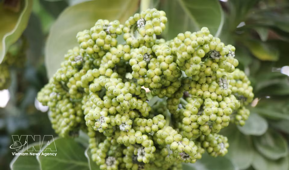 Les fruits forment des grappes denses. Photo : VNA