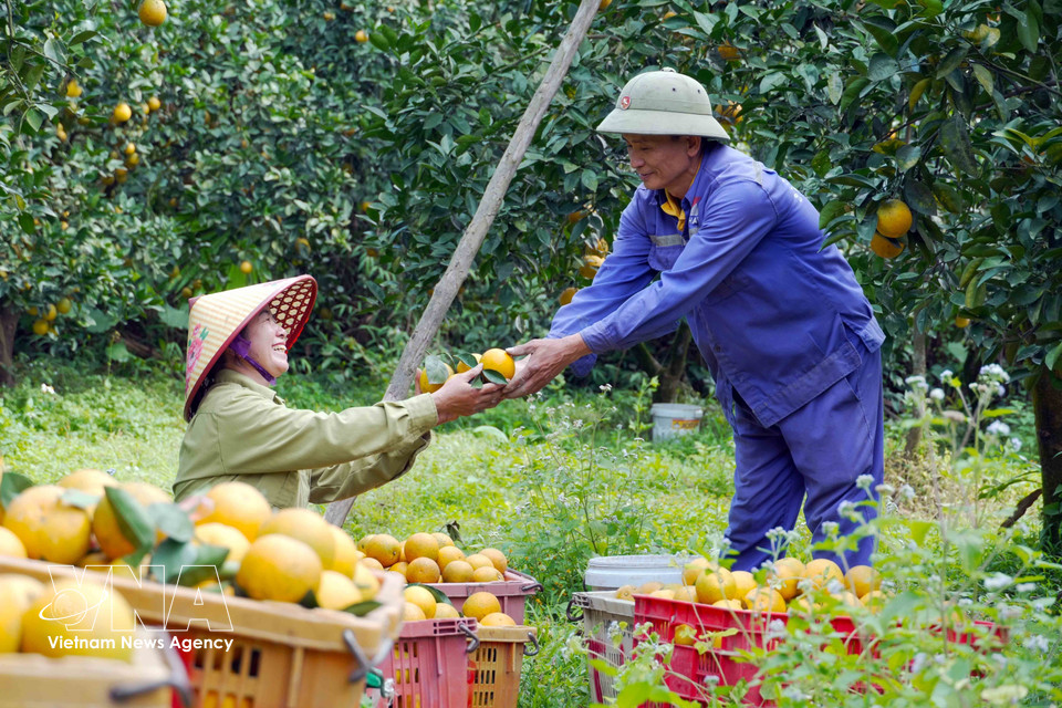À ce jour, plus de 80 % du volume d'oranges récolté a été vendue à des prix allant jusqu'à 70 000 dongs le kilogramme, soit une hausse de 10% sur un an. Photo: VNA