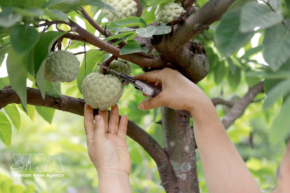 Les fruits sont cueillis à parfaite maturité afin de garantir leur qualité avant leur mise sur le marché. Photo: VNA