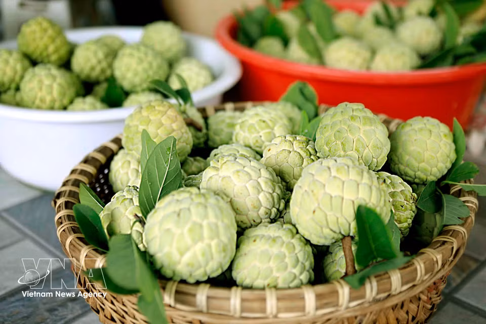 Parfaitement mûres et bien rondes, les pommes cannelles de Bo Ly portent toute la douceur de la province de Phu Tho. Photo: VNA