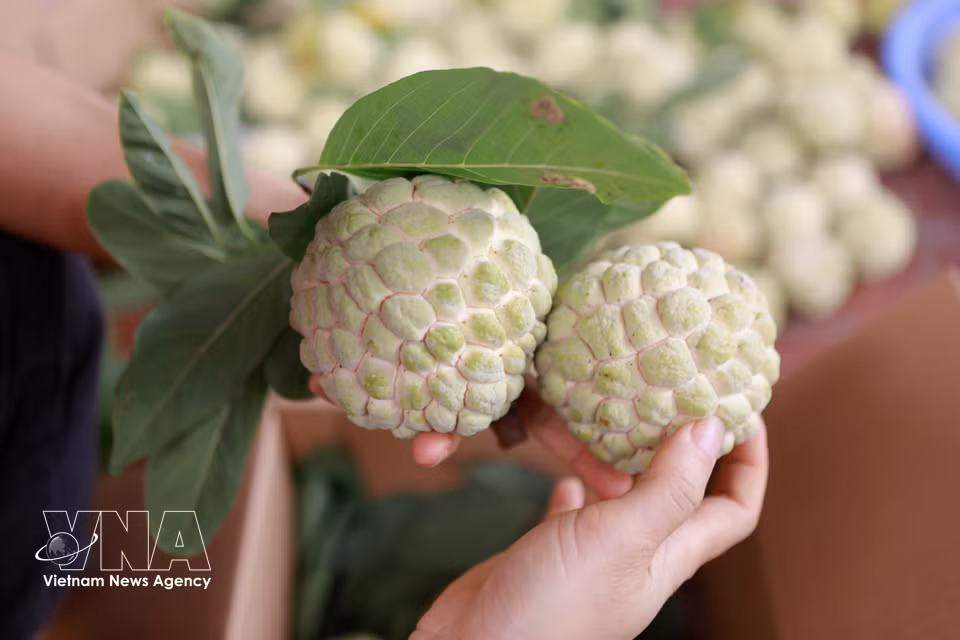 La pomme cannelle de Bo Ly se distingue par sa peau fine, sa chair épaisse, son faible nombre de pépins, sa saveur délicatement sucrée et son parfum prononcé. Photo: VNA