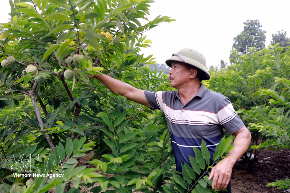 Tran Van Binh, domicilié dans le hameau de Ngoc Thu, commune de Dai Dinh (Phu Tho), entretient son verger. Photo: VNA
