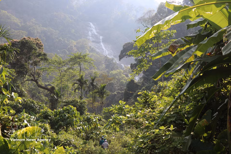 La cascade est nichée au cœur d’une forêt primaire peuplée d’arbres centenaires. Photo: VNA