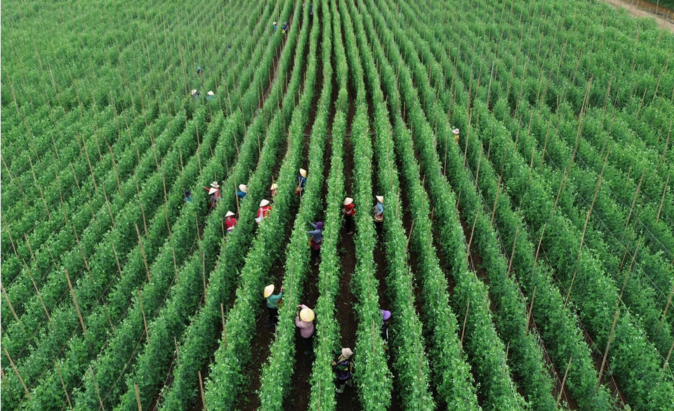 L'entreprise Trong Nghia, dans la province de Lai Châu, produit des légumes et des fruits destinés à la consommation nationale et à l'exportation vers le Japon, la République de Corée et l'Australie. Photo : VNA