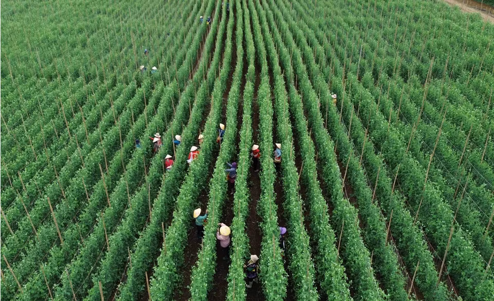 L'entreprise Trong Nghia, dans la province de Lai Châu, produit des légumes et des fruits destinés à la consommation nationale et à l'exportation vers le Japon, la République de Corée et l'Australie. Photo : VNA