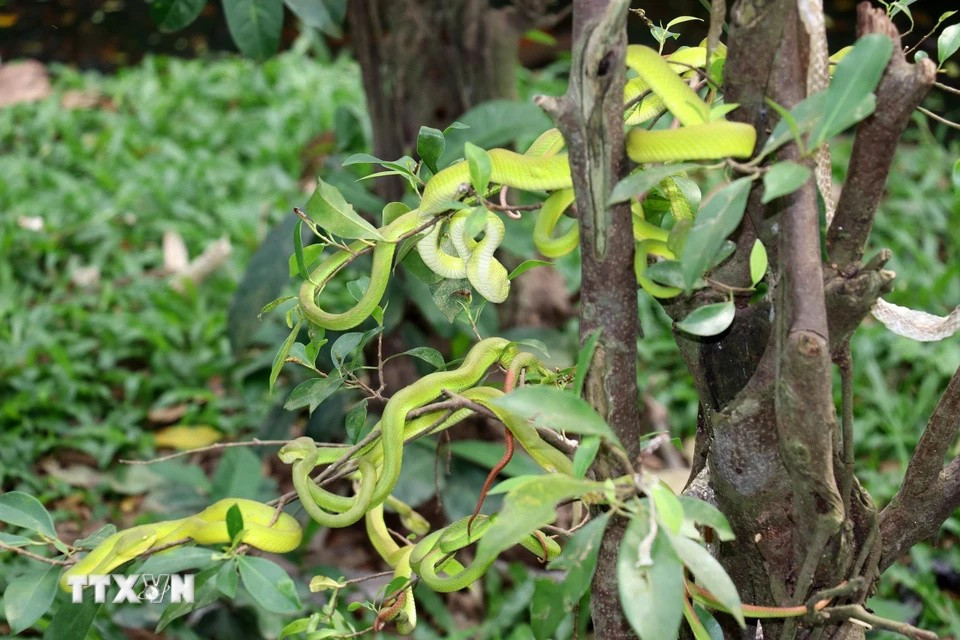 .Actuellement, la ferme abrite plus 50 espèces de serpents. Photo: VNA